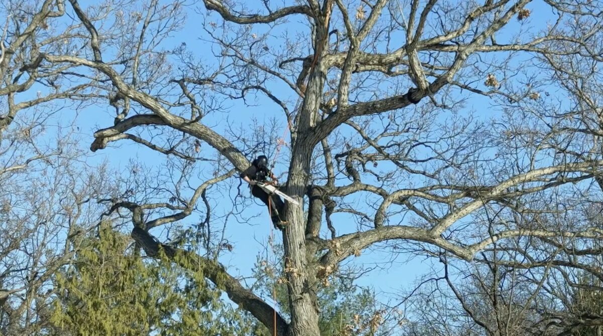 Tree trimming service in Plainview NY Nassau County